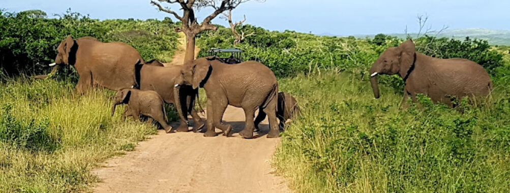 Hluhluwe–iMfolozi Park Travel Forum Reviews