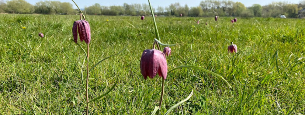 Iffley Meadows Travel Forum Reviews