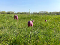 Iffley Meadows Travel Forum Reviews
