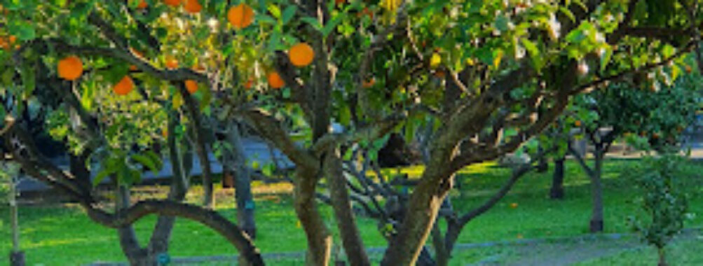 Jardin d'agrumes du Palais Carnolès Travel Forum Reviews