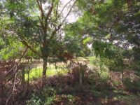Mango Garden Travel Forum Reviews