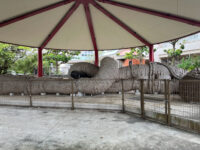 Naha Giant Tug-Of-War Display Travel Forum Reviews