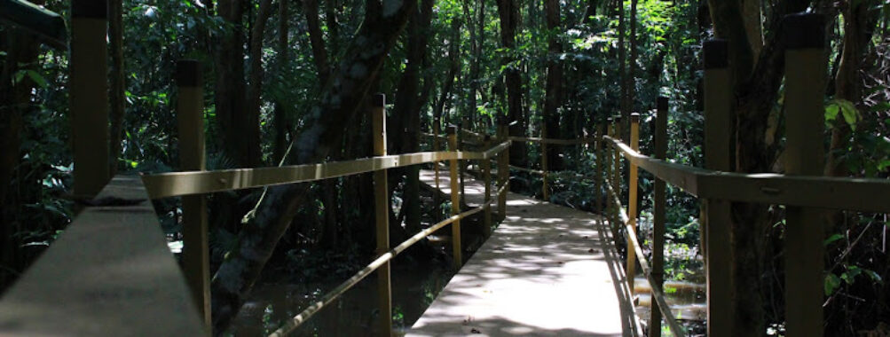 Pterocarpus Forest Travel Forum Reviews