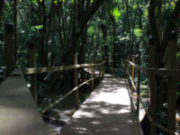 Pterocarpus Forest Travel Forum Reviews