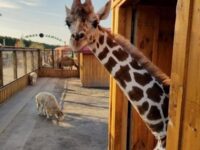White Post Farms of Melville Travel Forum Reviews