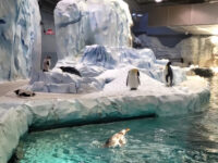 Detroit Zoo Travel Forum Reviews