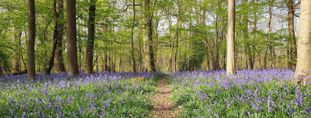 The DELL in Whippendell Woods Travel Forum Reviews