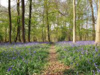 The DELL in Whippendell Woods Travel Forum Reviews