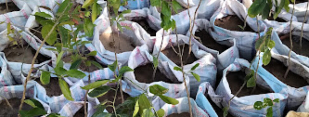 ACCREC MAIDUGURI FIELD OFFICE SEEDLINGS PLANTATION Travel Forum Reviews