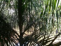 ACEHC Busia Restoration Center Travel Forum Reviews