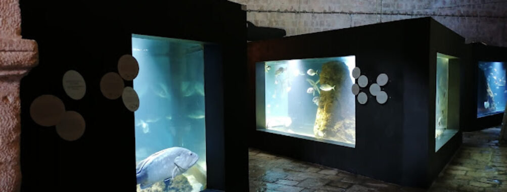 AKVARIJ Dubrovnik Aquarium Travel Forum Reviews