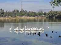 ANP Espejo de los Lirios Travel Forum Reviews