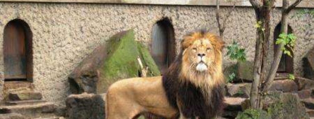 ARTIS Travel Forum Reviews