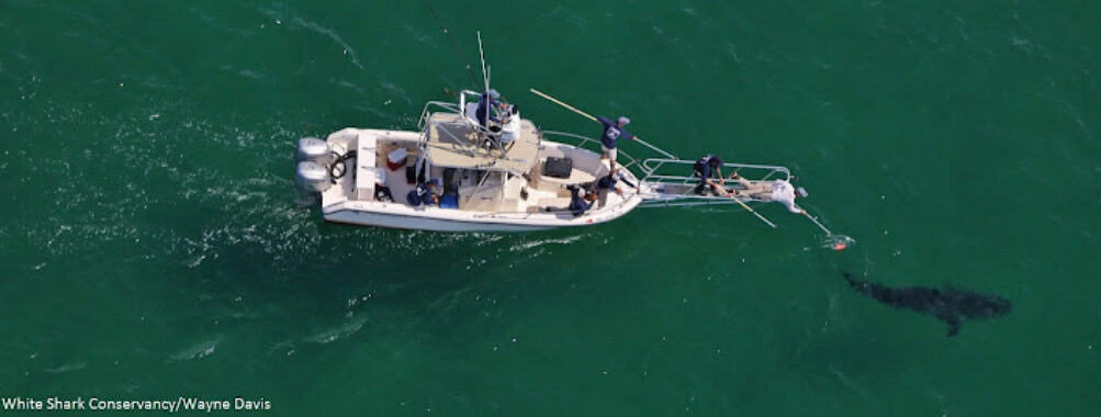 AWSC Shark Center Chatham Travel Forum Reviews