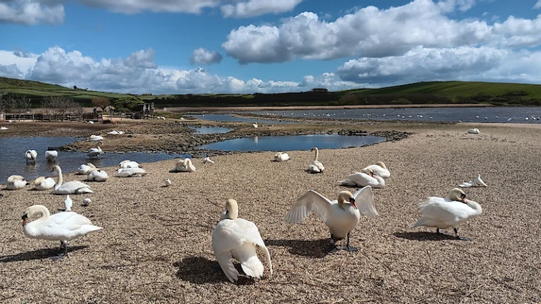 Abbotsbury Swannery Entrance & Gift Shop