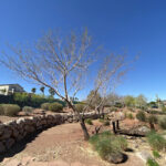 Acacia Demonstration Gardens