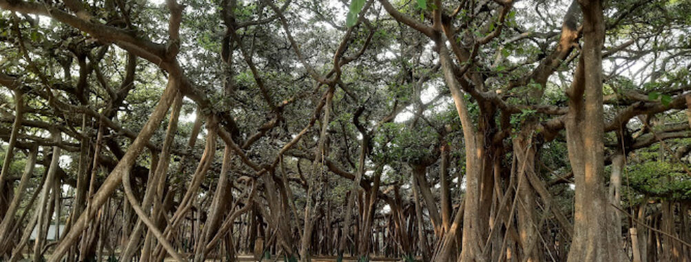 Acharya Jagadish Chandra Bose Indian Botanic Garden Travel Forum Reviews