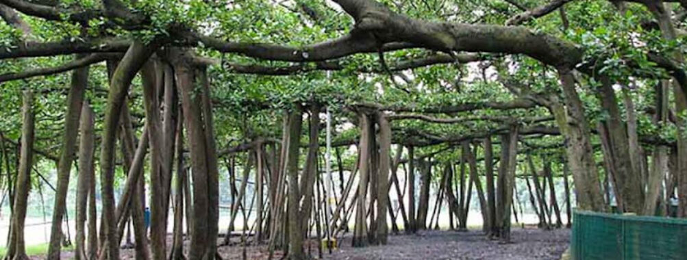 Acharya Jagadish Chandra Bose Indian Botanic Garden Travel Forum Reviews