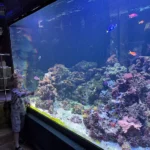 Acuario de la Universidad de Murcia