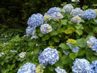Ajisai Park Travel Forum Reviews