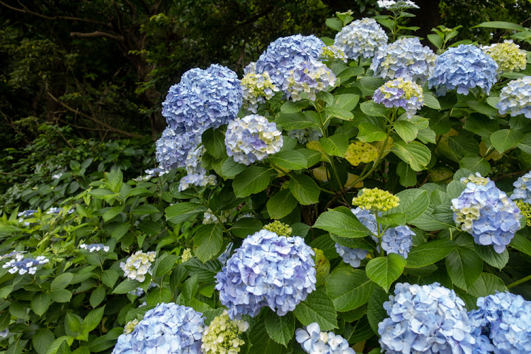 Ajisai Park