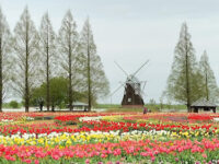 Akebonoyama Park Travel Forum Reviews