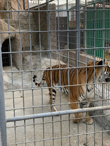 Al-Taraf Model Zoo