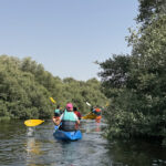 Al Zorah Mangrove Tours