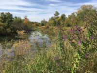 Alewife Brook Reservation Travel Forum Reviews