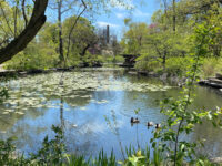Alfred Caldwell Lily Pool Travel Forum Reviews