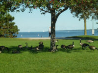 Allandale Station Park Travel Forum Reviews