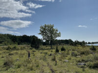 Almö natural reserve Travel Forum Reviews
