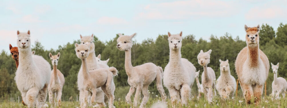 Alpakafarm OÜ Travel Forum Reviews