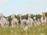 Alpakafarm OÜ Travel Forum Reviews