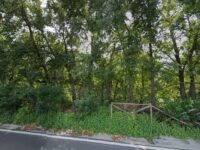 Alveo dei Camaldoli Travel Forum Reviews