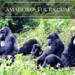 Amahoro Tours