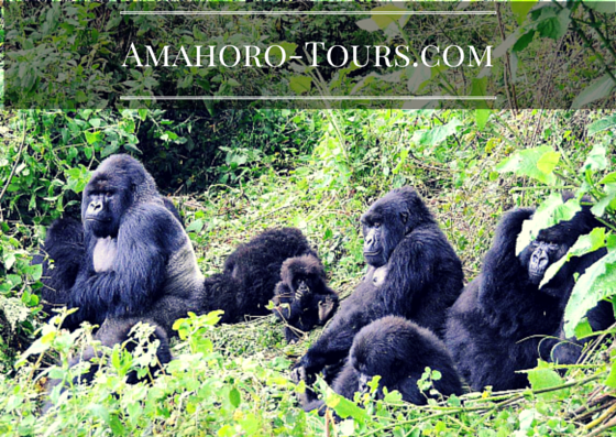 Amahoro Tours