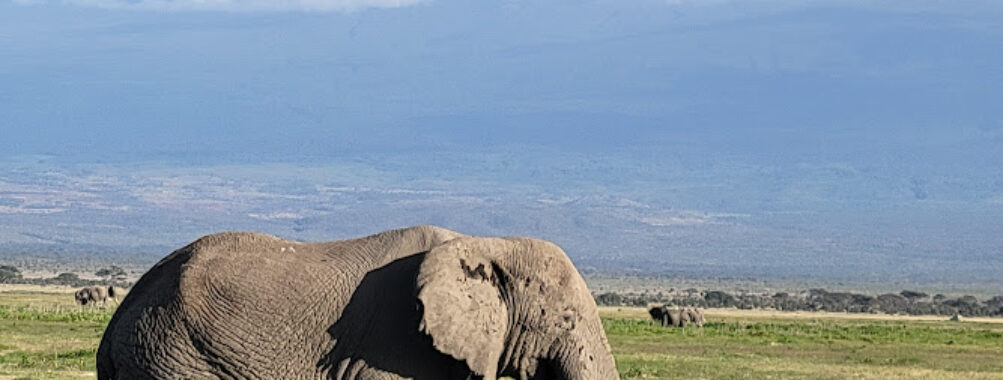 Amboseli National Park Travel Forum Reviews