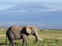 Amboseli National Park Travel Forum Reviews
