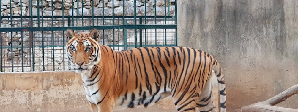 Animal City Travel Forum Reviews