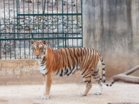 Animal City Travel Forum Reviews