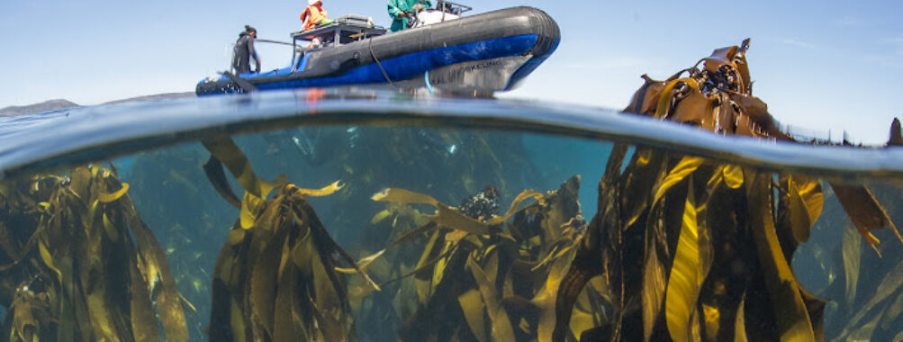 Animal Ocean Expeditions Travel Forum Reviews