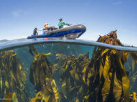 Animal Ocean Expeditions Travel Forum Reviews
