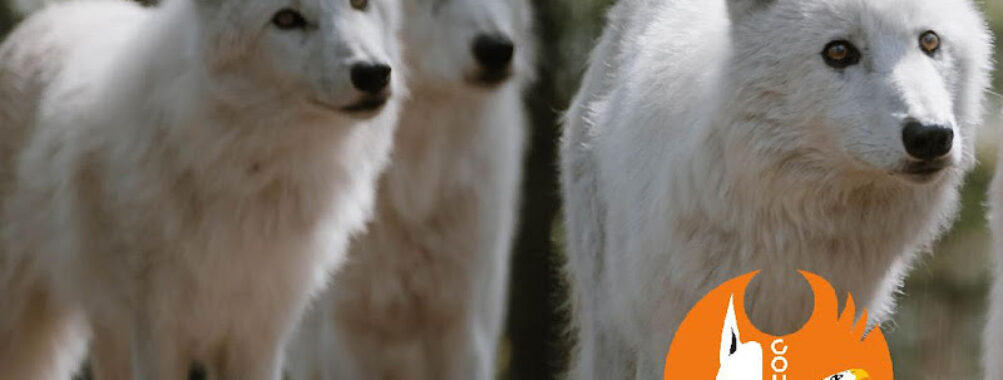 Animal Park of Courzieu Travel Forum Reviews