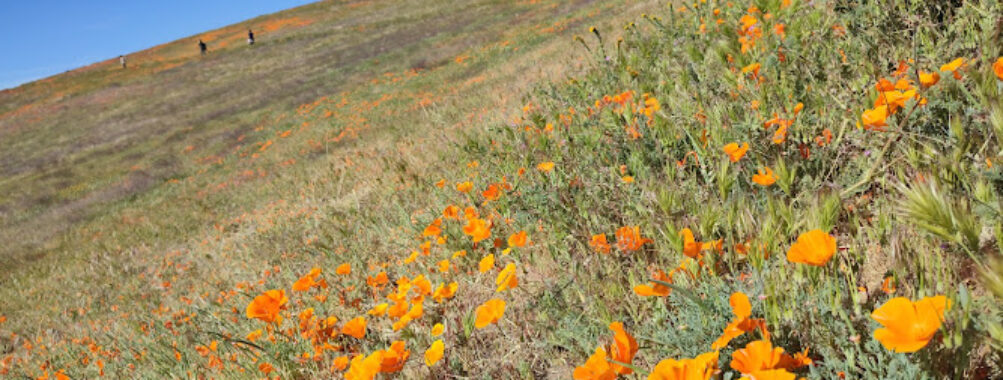 Antelope Valley California Poppy Reserve Travel Forum Reviews