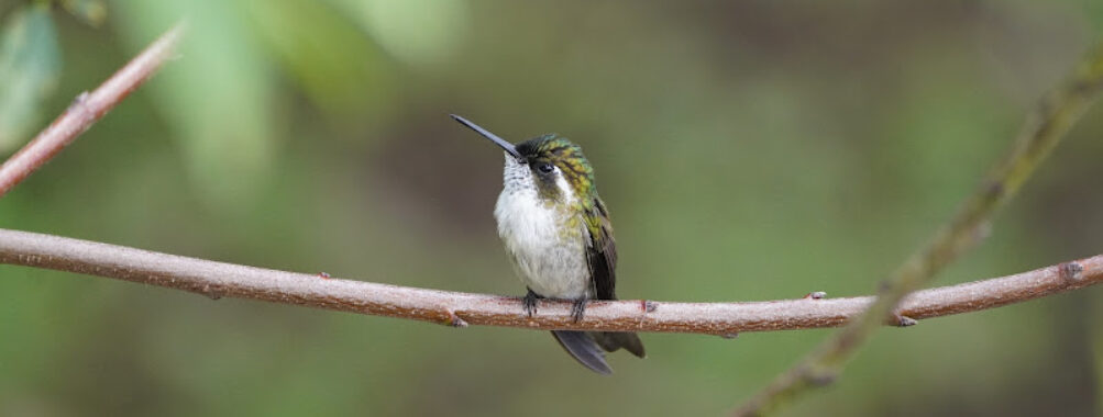 Antigua Mountain Trail Travel Forum Reviews