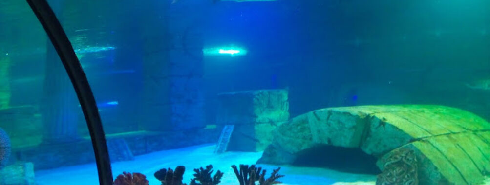 Aqua Vega Aquarium Travel Forum Reviews