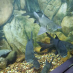 Aqua World Machhli Ghar