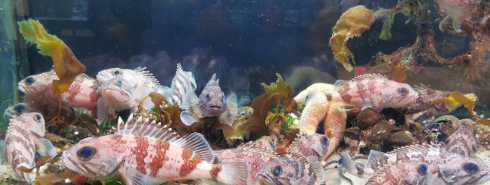Aquarium Travel Forum Reviews