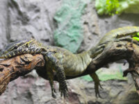 Aquarium Terrarium Šibenik Travel Forum Reviews